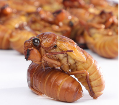 知了现货金蝉蝉蝉白蝉新鲜爬叉100只满2份包邮其它生肉制品