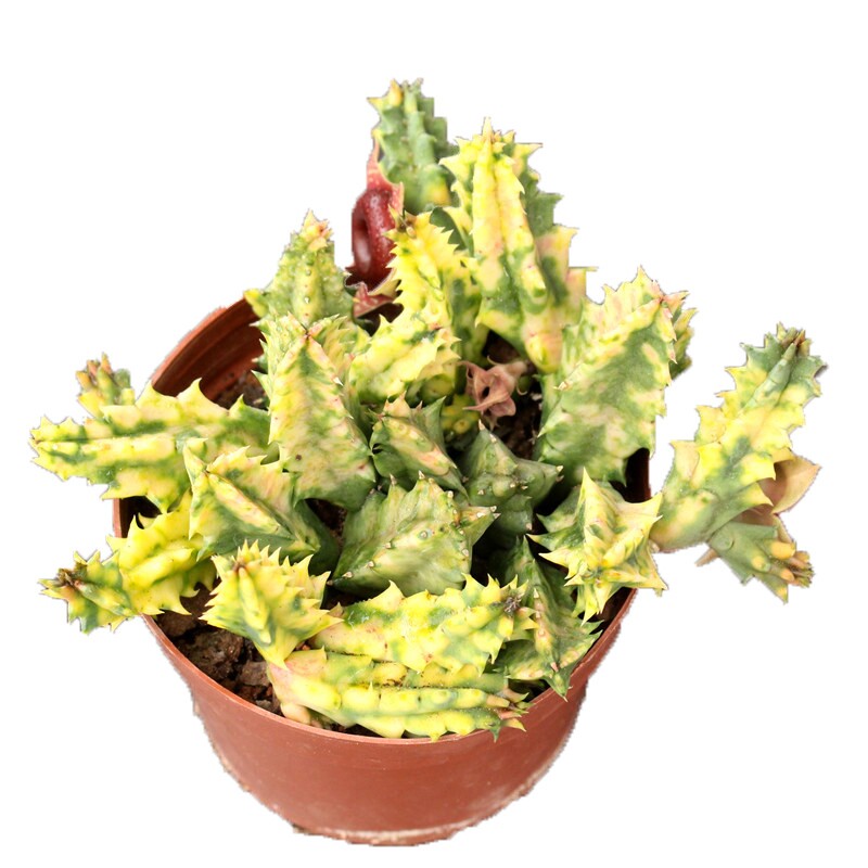 大花犀牛牛角稀有开花甜甜圈多肉植物小盆盆栽多肉植物