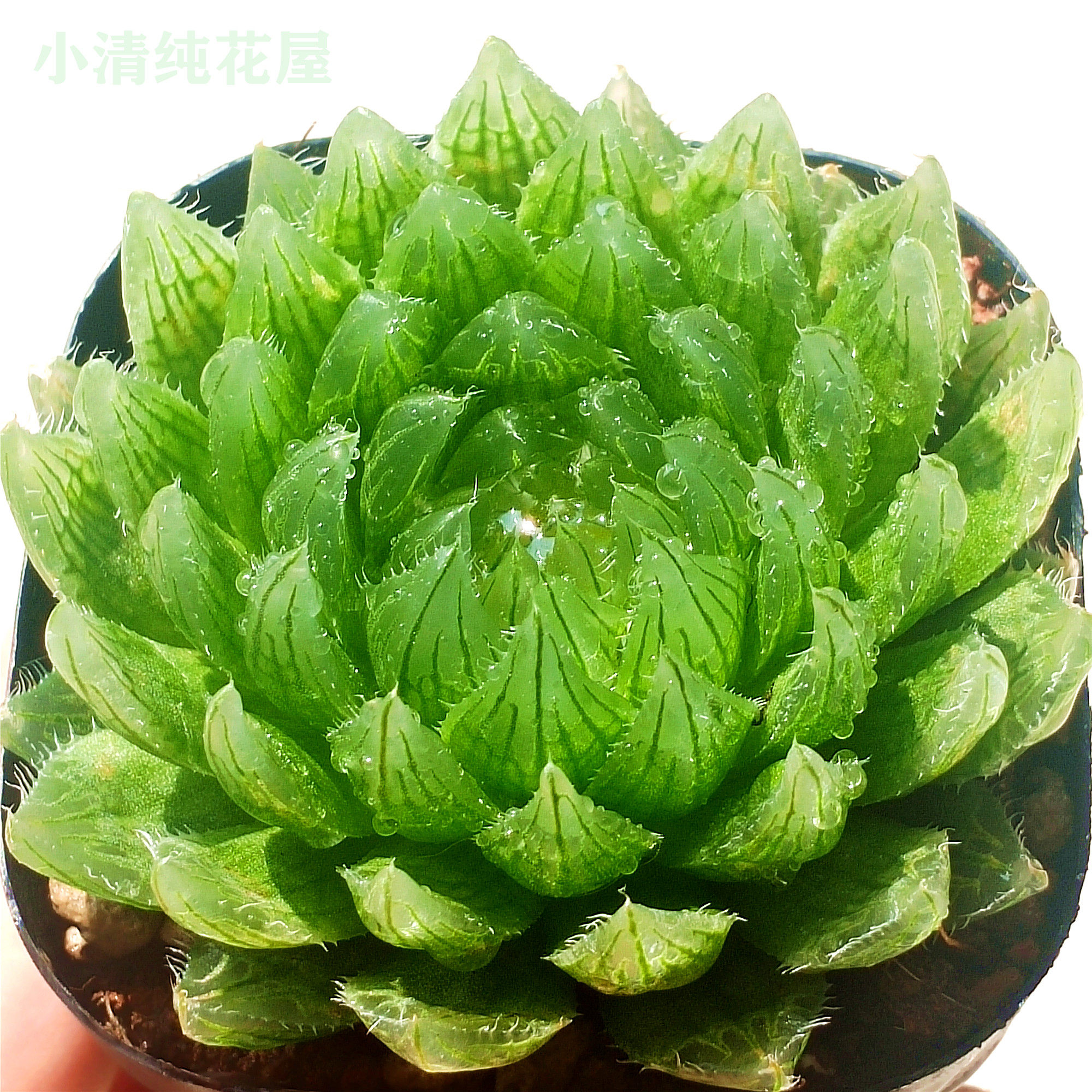 新手豪华升级组合套餐十二卷属多肉植物玉露多肉植物