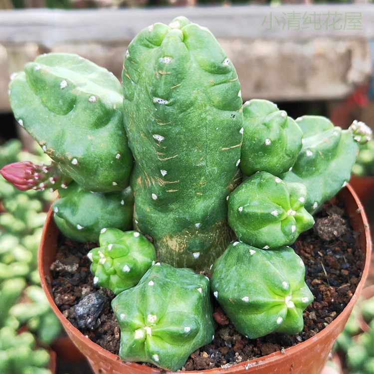 仙人桃太郎开大花仙球无鹿角柱属防辐射多肉植物多肉植物
