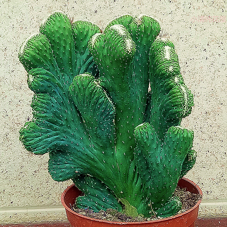 五指山仙人掌盆栽多肉植物防辐射办公室辟邪护宅多肉植物