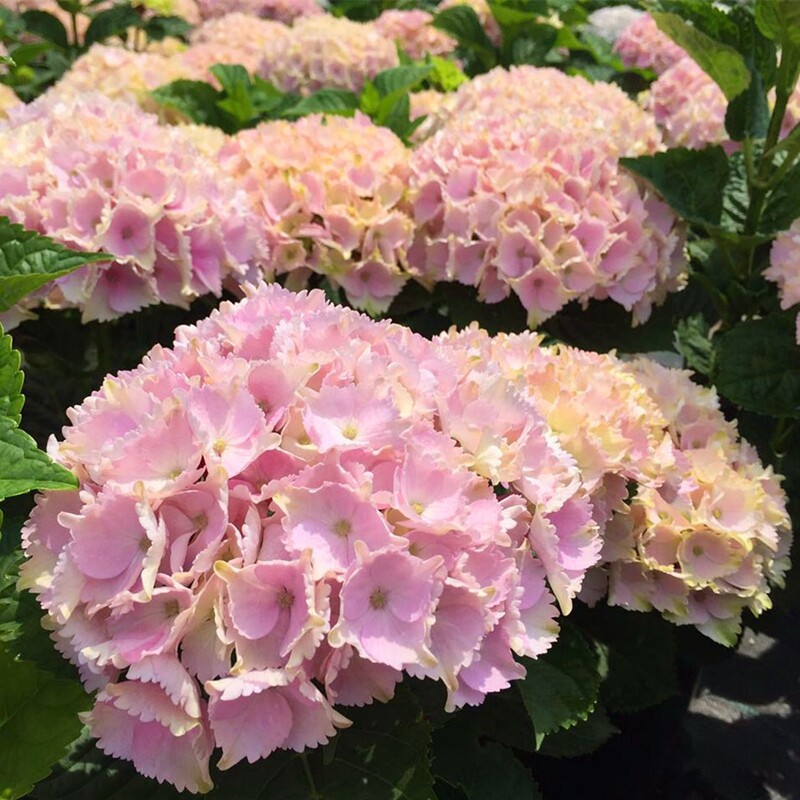 魔幻海洋绣球花苗盆栽鲜花阳台庭院植物八仙花卉