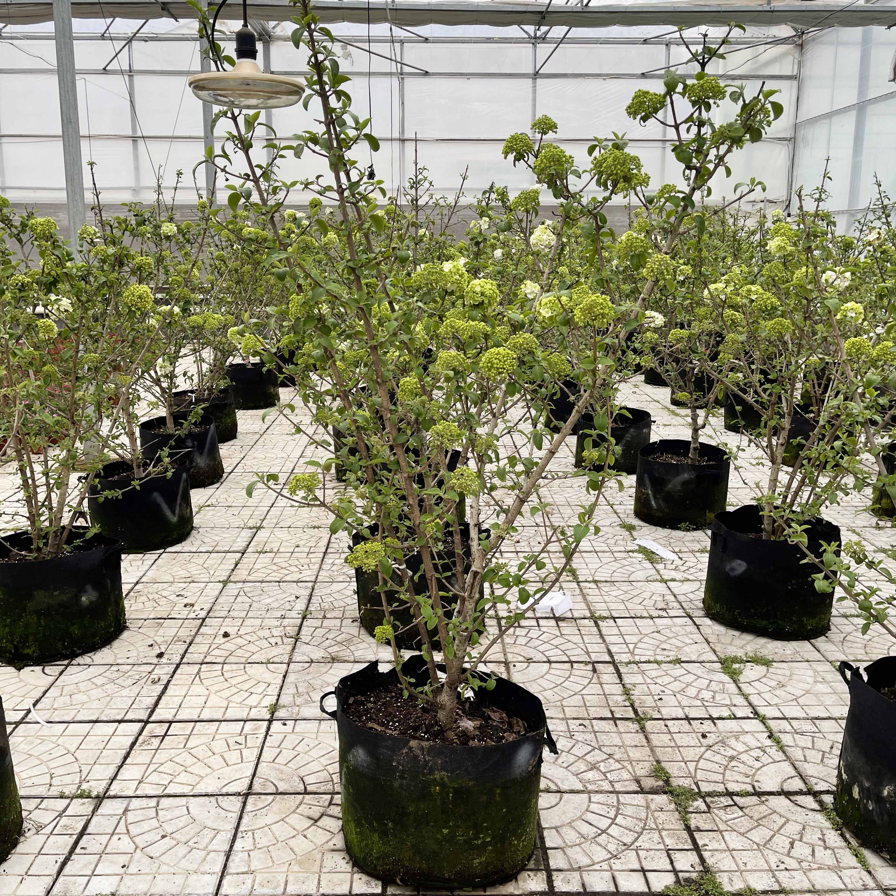 中华华木绣球树苗斗球南北方种植白麻球室外庭院时令草本花卉