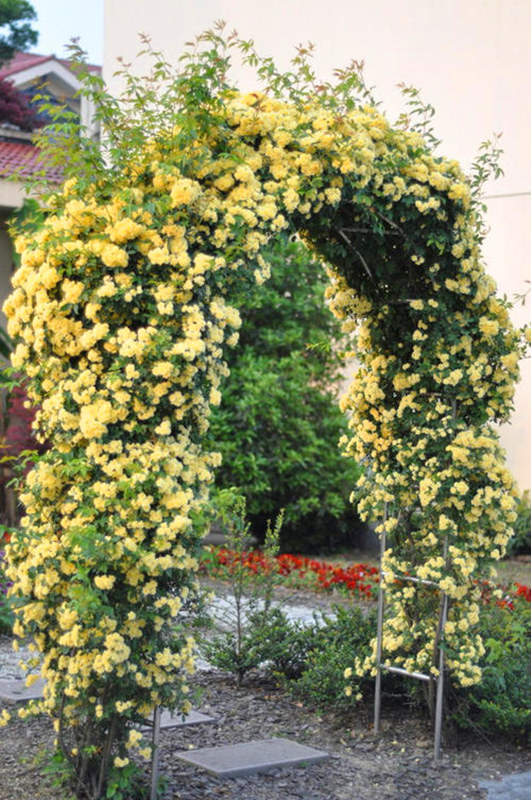 花苗黄木香花大苗爬藤植物浓香四季红木木香时令草本花卉