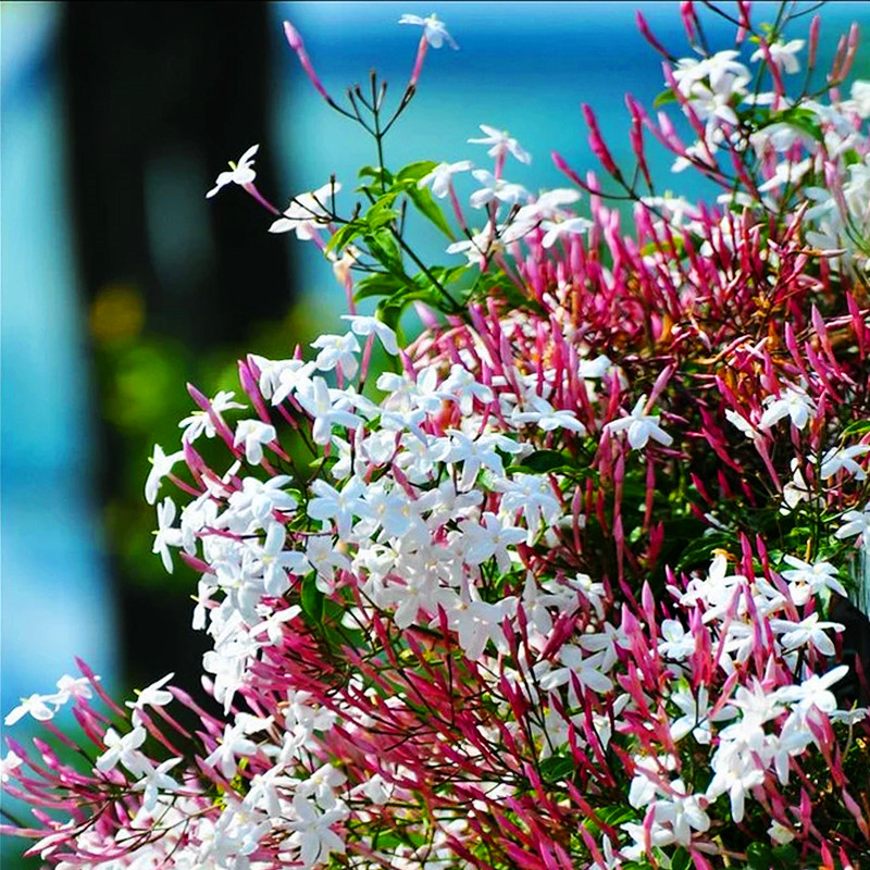 多花素馨盆栽花苗多年生藤本攀援爬藤观花植物花卉