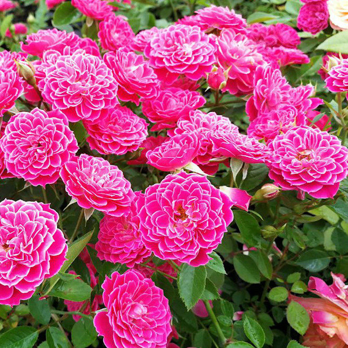新西兰马里奥塔微型丰花矮小月季庭院阳台花卉观花时令草本花卉