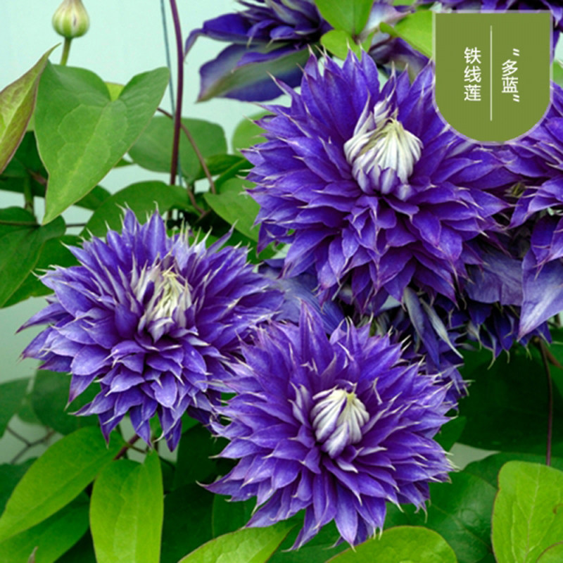 铁线莲盆栽多蓝小铁花苗室内外阳台庭院耐热抗病时令草本花卉