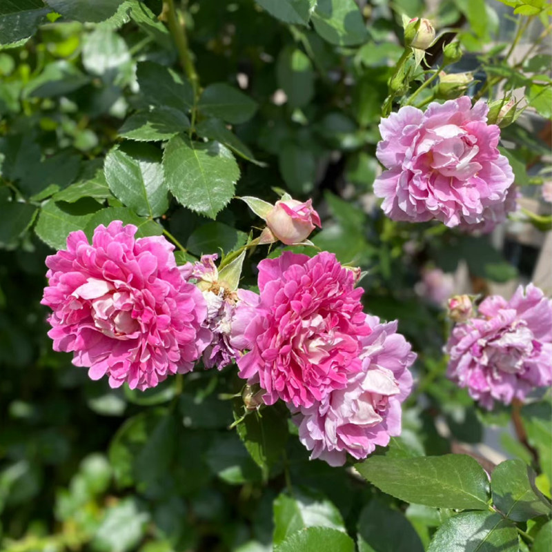 梦幻褶边月季爬藤藤蔓蔷薇花苗藤本月季特大四季花卉