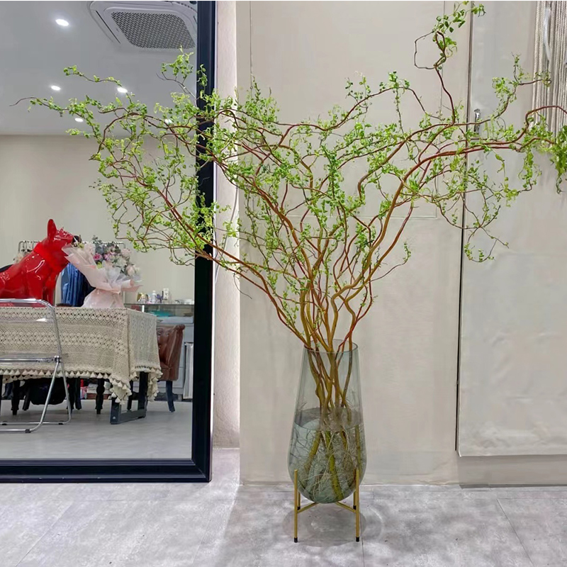 水培龙柳鲜枝切花水植物雪柳干枝水养易活观叶泡水绿植