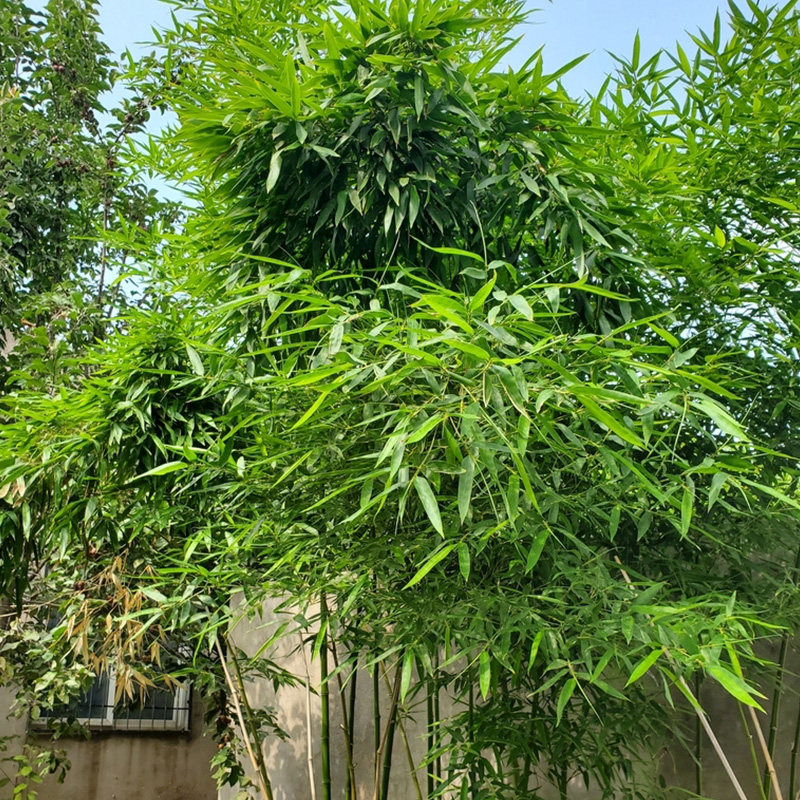竹子户外紫竹青竹青早常青早四季阳台室内盆栽绿植