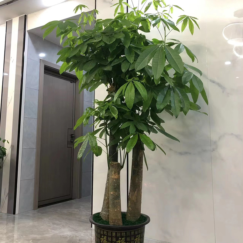 发财树辫子单株开业乔迁送礼盆景客厅花卉办公室大型绿植
