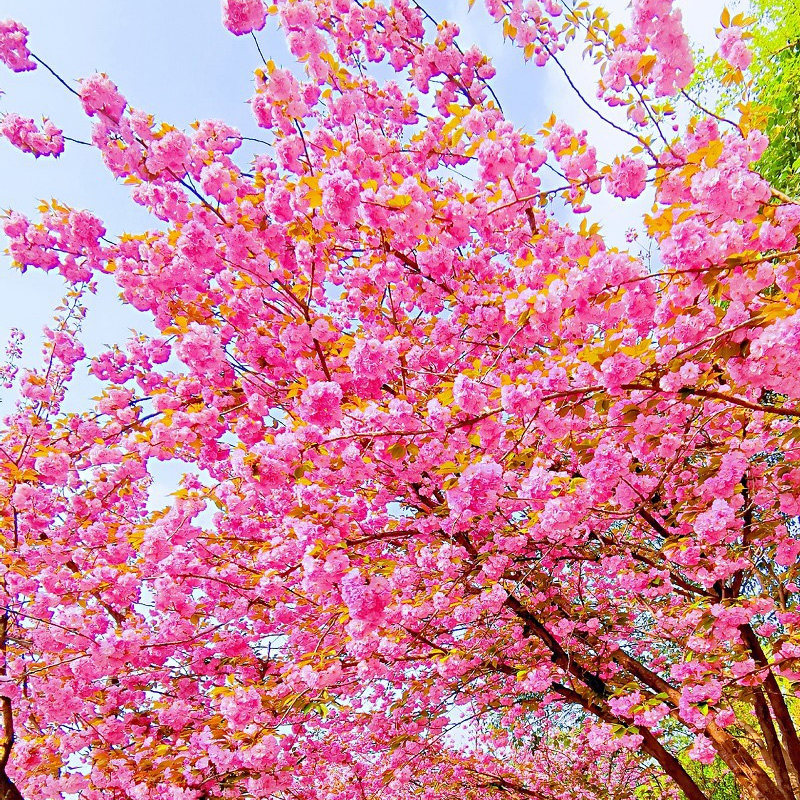 樱花花卉风景樱风重瓣日本高杆绿植耐寒樱花树时令草本花卉