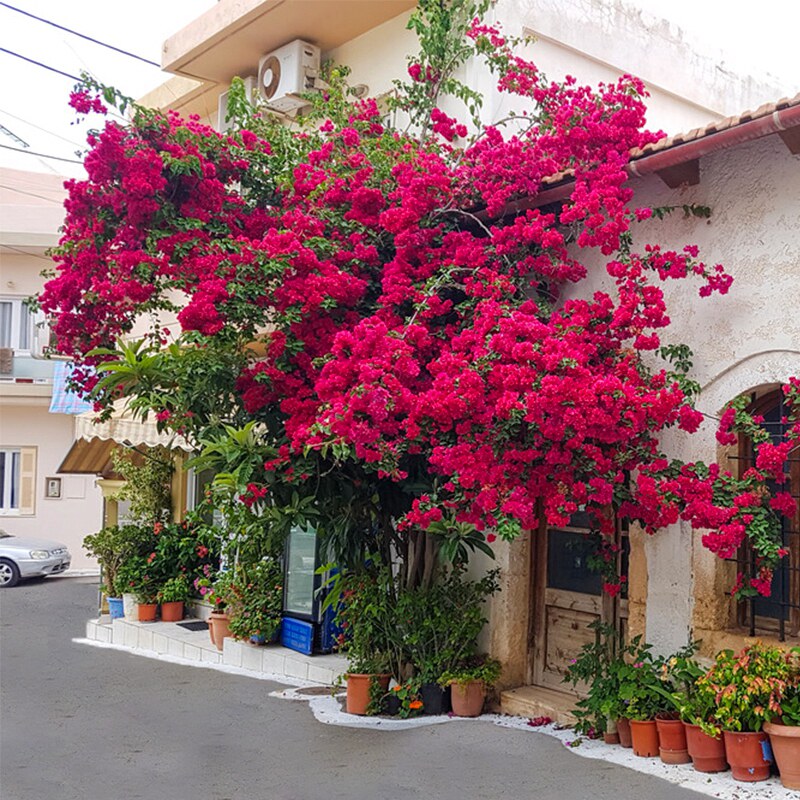 三角梅花花苗爬藤植物重瓣老桩室内阳台盆栽观花卉