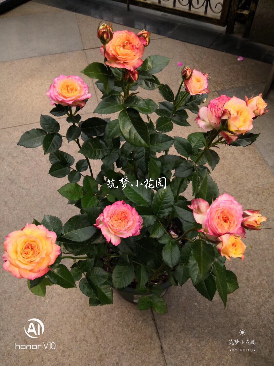 浪漫玫瑰面纱月季花苗抹茶香开花机器变色变型玫瑰盆栽花卉植物