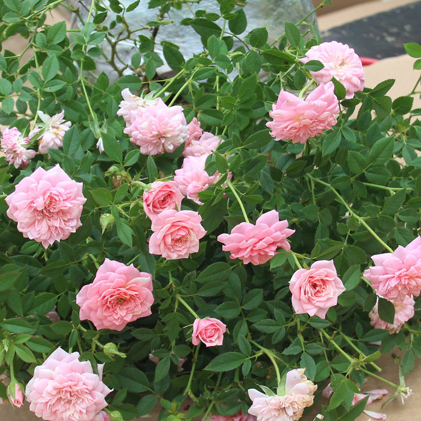 护身符微型月季月季花花苗盆栽条纹勤花多头淡香时令草本花卉