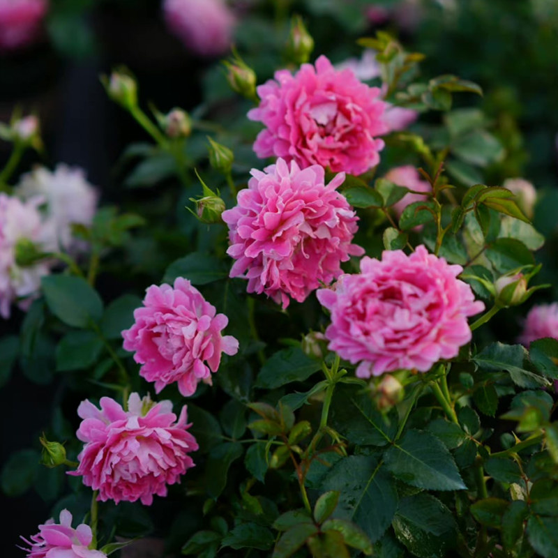 梦幻褶边月季爬藤藤蔓蔷薇花苗藤本月季特大四季花卉