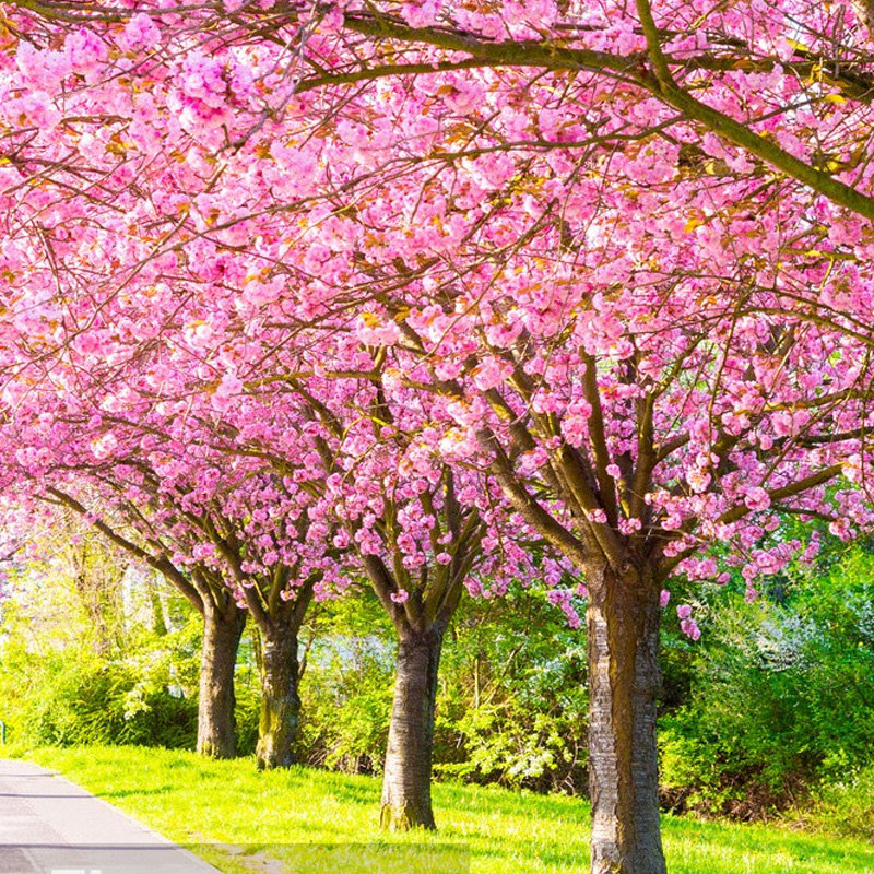 樱花花卉风景樱风重瓣日本高杆绿植耐寒樱花树时令草本花卉