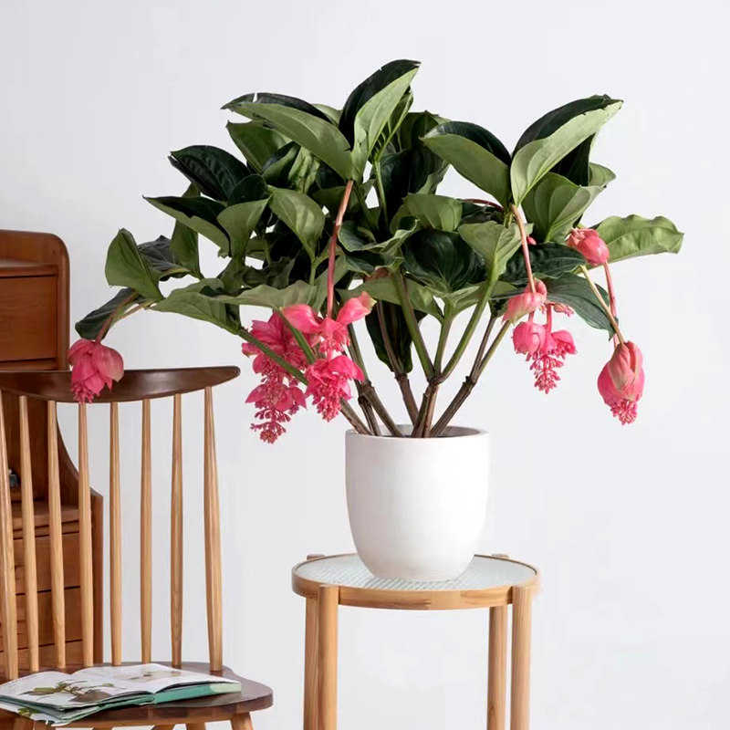 进口宝莲灯风花盆栽室内网红绿植四季开花卉好花卉