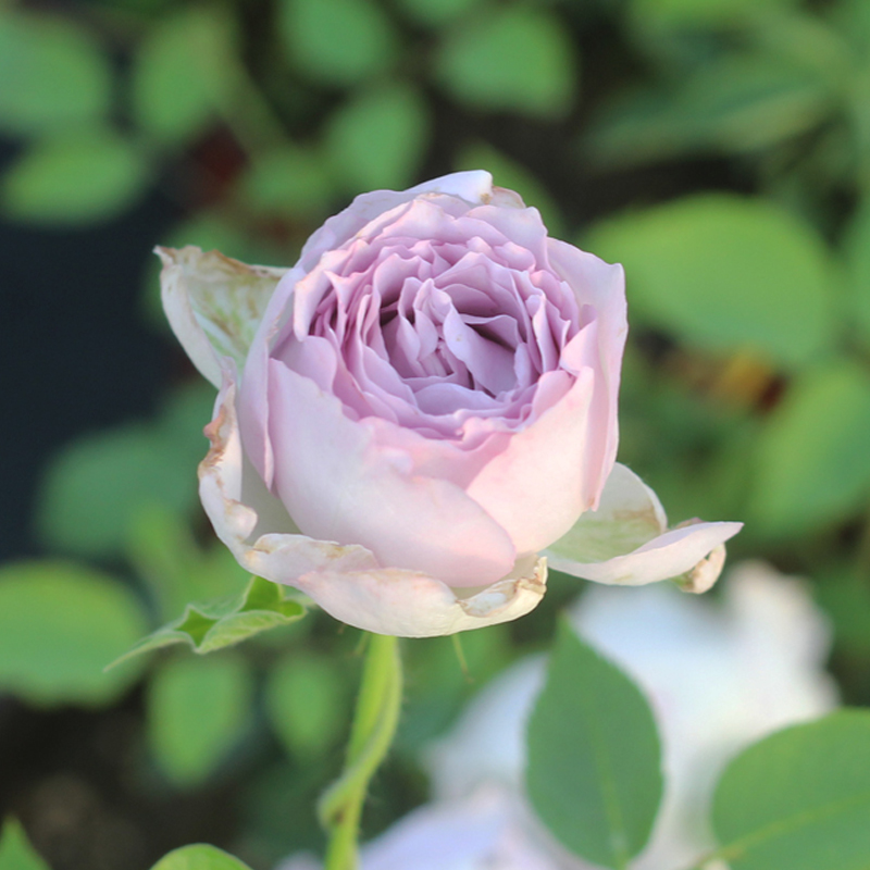 灌木浓香月季月季花花苗路西法光之天使枝条细弱时令草本花卉