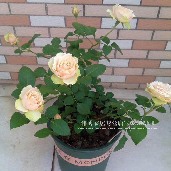 伟博日本月季花苗大花香水型多头切花 熏子玫瑰 阳台庭院盆栽玫瑰
