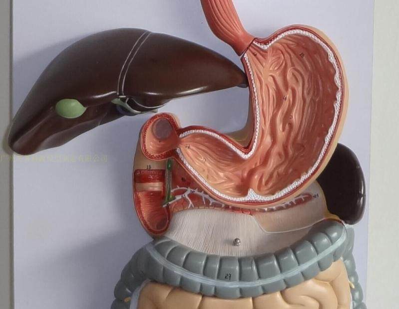 模型人体消化系统消化道胃冠状剖面咽喉大小小肠其他模型玩具