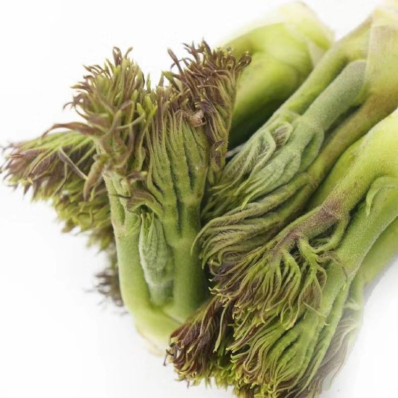 现货野生山菜刺嫩芽新鲜山野菜刺龙芽牙菜苞一份250克4份包邮顺丰