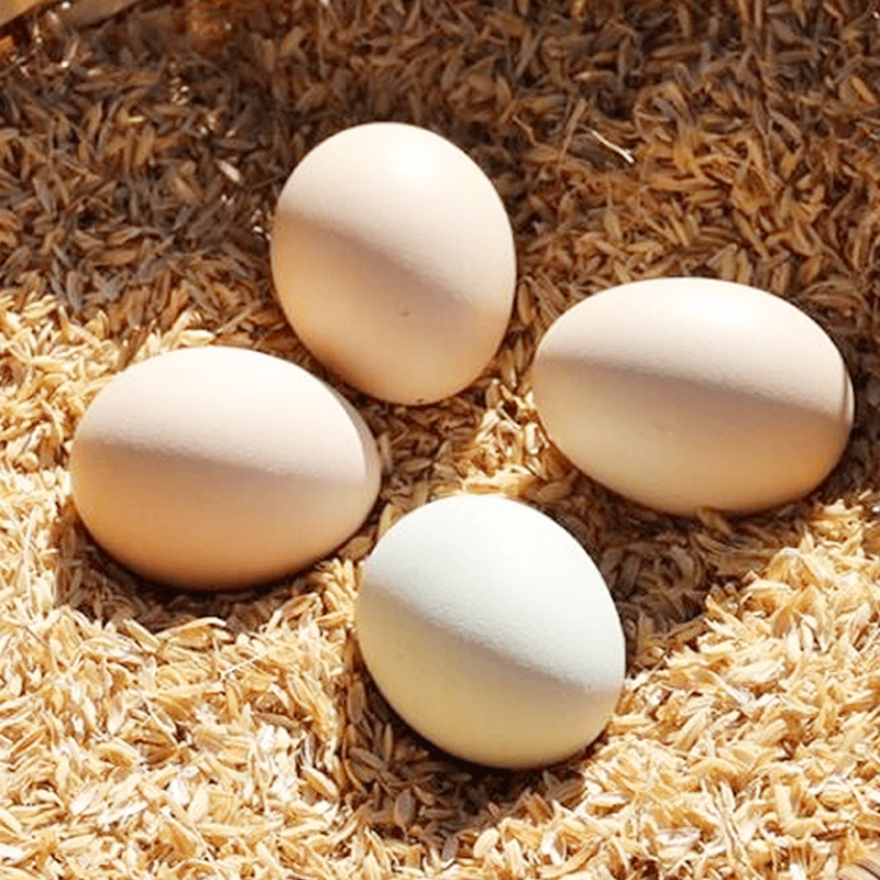 鸡蛋绿源30枚精品虫草土鸡抗生素激素新鲜柴笨本鸡蛋