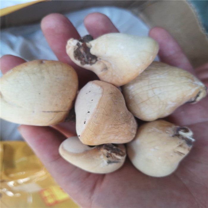 隐孔菌中药材 250克包邮 须元果 树荷包 松橄榄