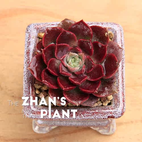 莫西干人 多肉 多肉植物 展大娘