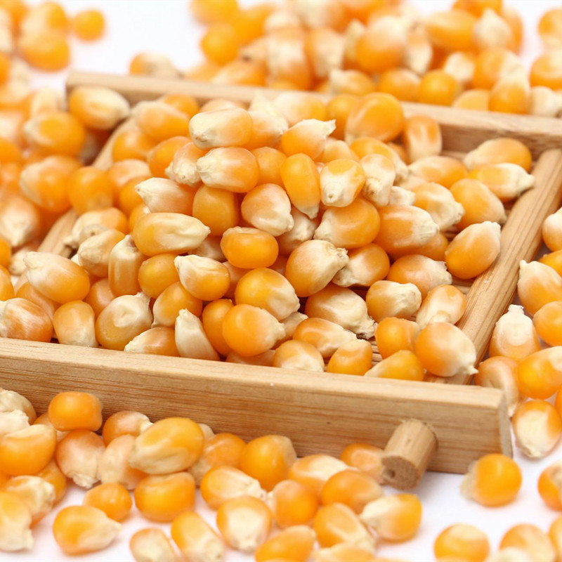 191815121919 爆米花用玉米粒 corn grain popcorn 圆粒