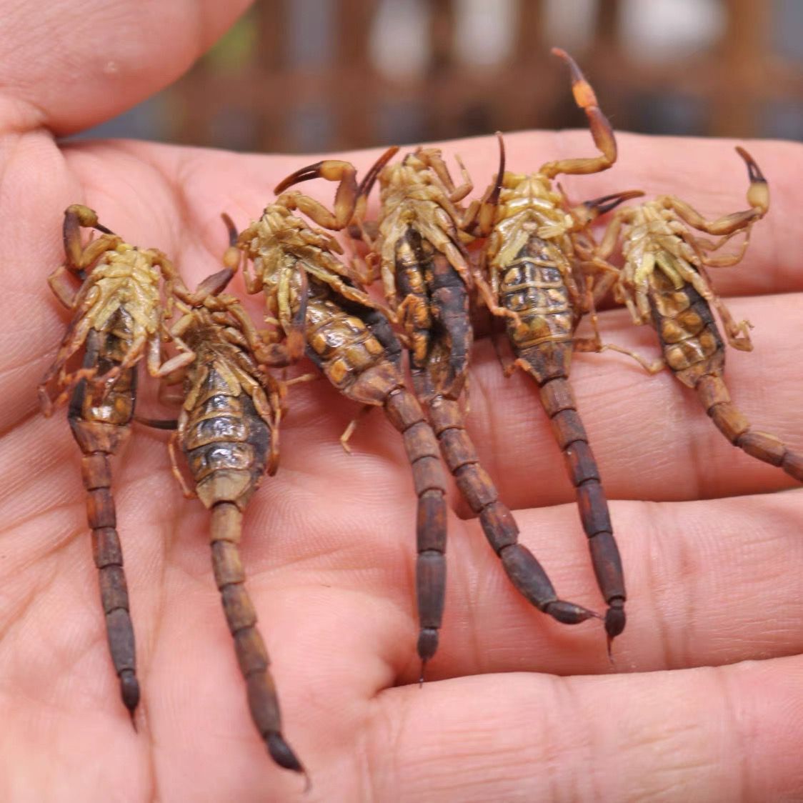 全蝎中药材清水无盐全虫9成蝎子药用100g包邮其他药食同源食品