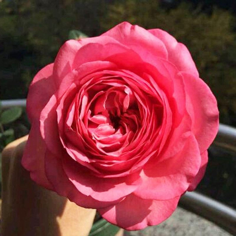 缘月仲夏之夜丰花月季月季花花苗盆栽绿植花卉花卉