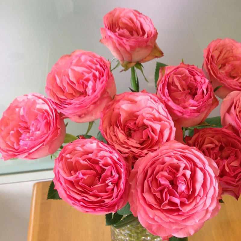 缘月仲夏之夜丰花月季月季花花苗盆栽绿植花卉花卉