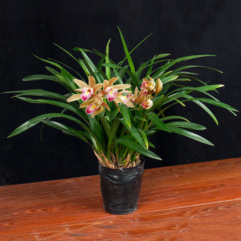 兰花盆栽兰花苗墨兰室内阳台花卉植物四季常青净化空气吸甲醛好养