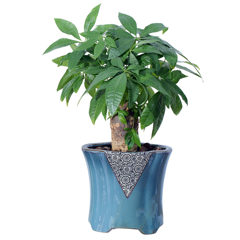 四季常青发财树创意盆栽绿植(原盆)
