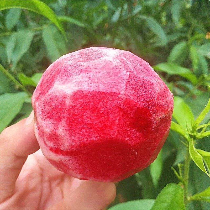 正宗湖北老树血桃新鲜现摘香甜孕妇雪桃拍2发桃