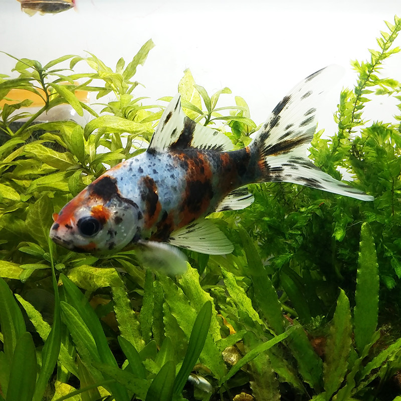 五花花草金鱼冷水观赏鱼活体兰花鲤鱼蓝黑黑红鱼