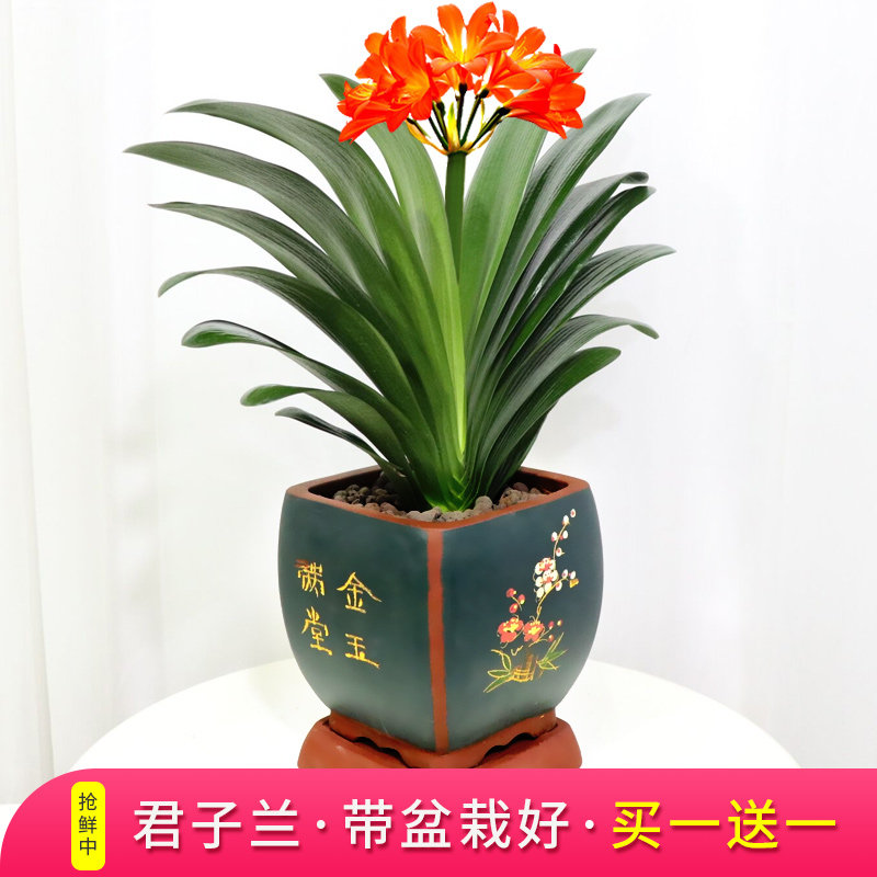 君子兰暴龙盆栽花卉植物室内精品苗带花苞圆头花卉