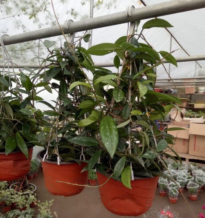 球兰盆栽花卉新品花苗大苗球形兰花室内爬藤花卉