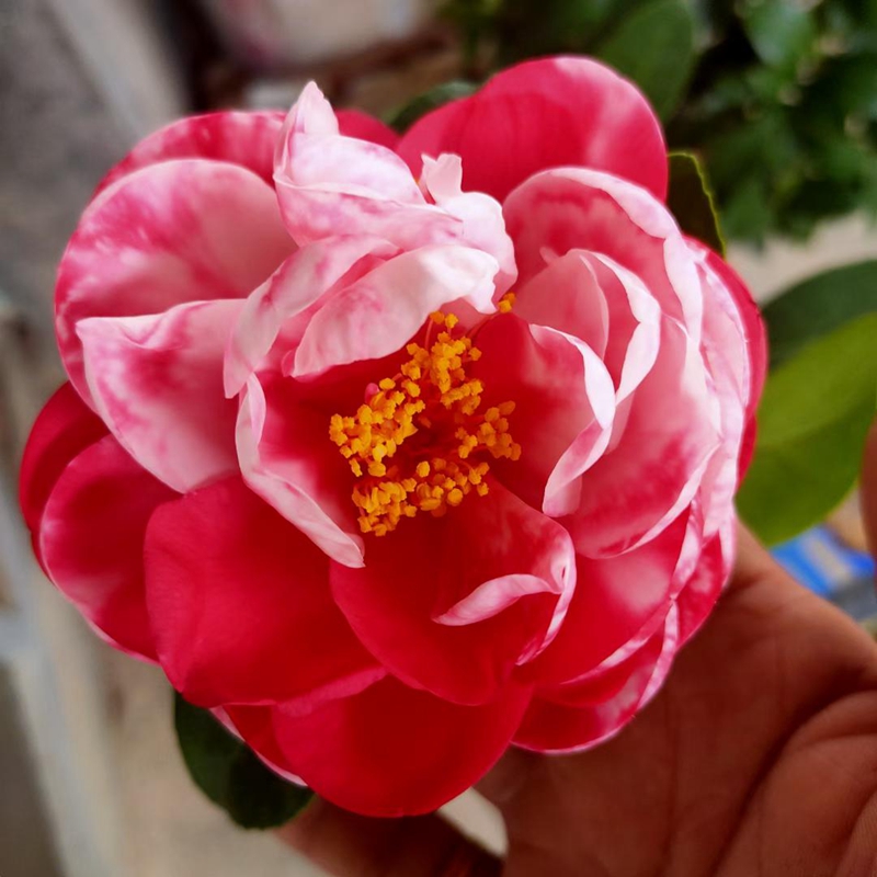 茶花红天香云红屋香的复色突变新品种花苗开花花卉