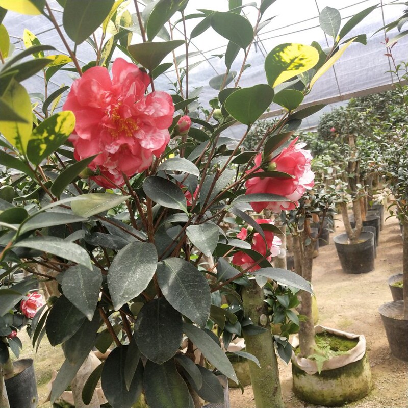 茶花红天香云红屋香的复色突变新品种花苗开花时令草本花卉