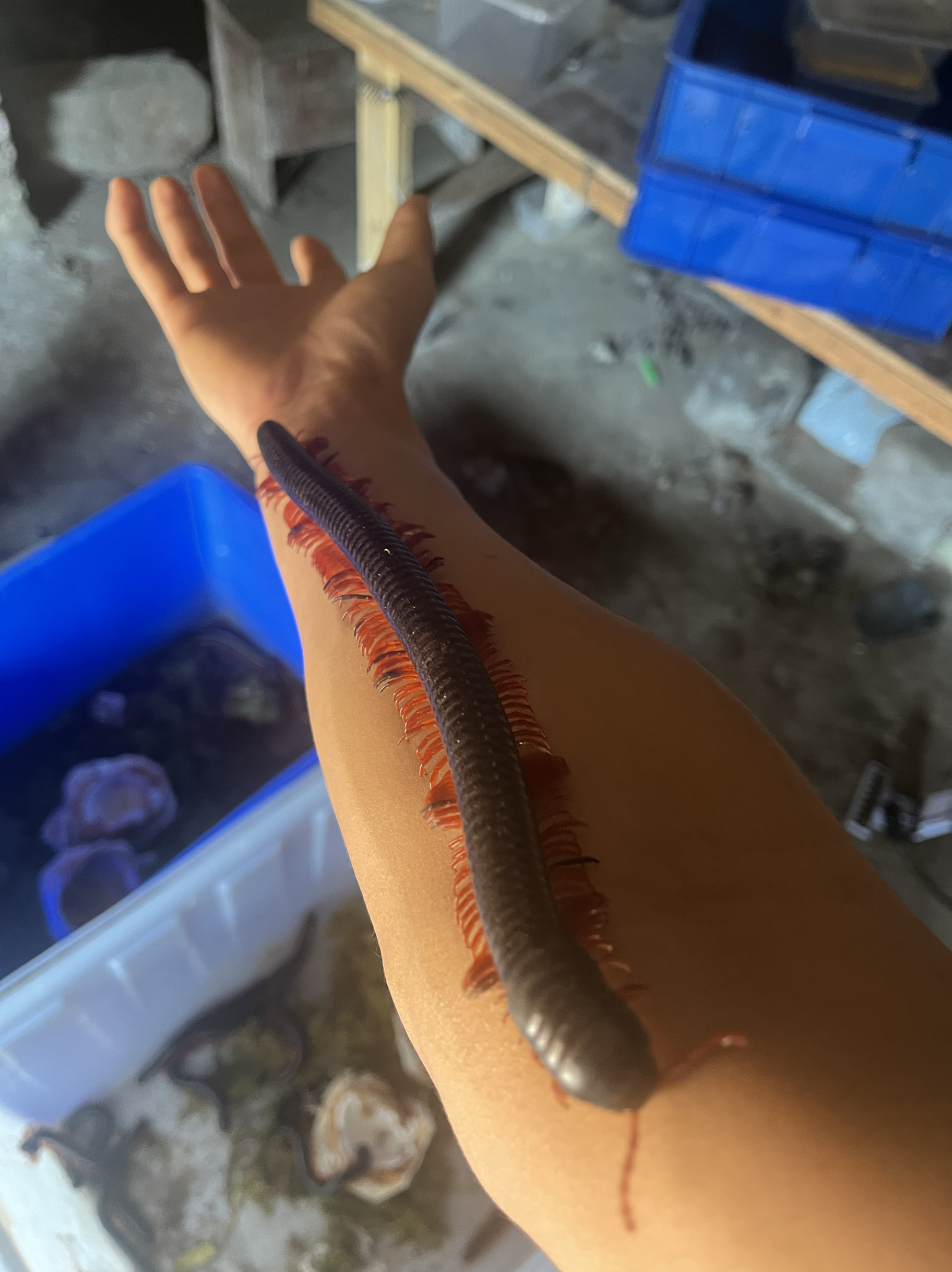 婆罗洲巨人马陆:20