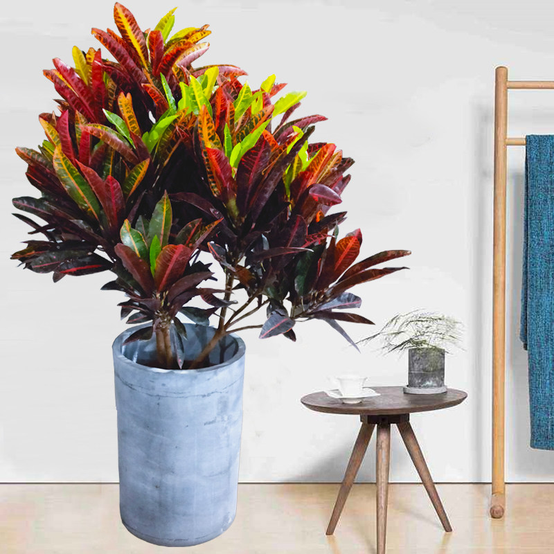 绿植变色盆栽七彩彩变叶木室内阳台甲醛户外大型绿植