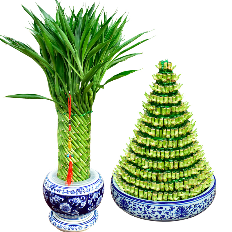 客厅节节高富贵竹塔植物招财开运塔转运送礼水养绿植大型绿植