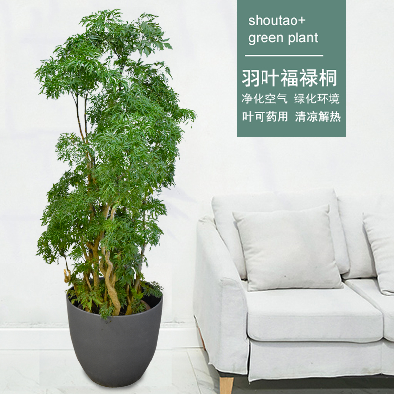 羽叶福禄桐细叶盆栽室内客厅甲醛净化空气大型绿植大型绿植