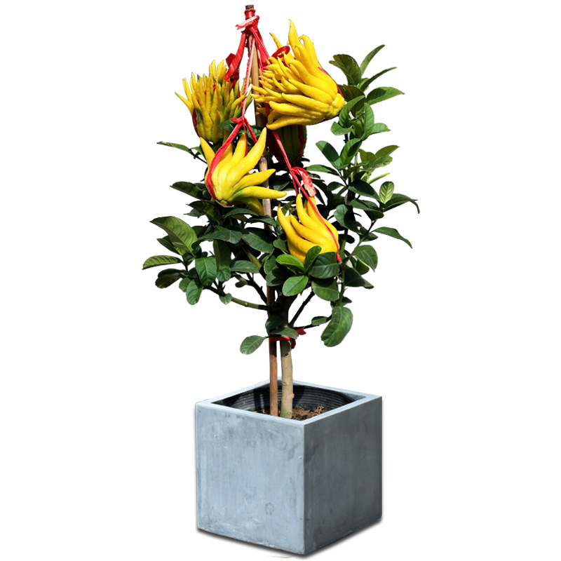 金佛手盆栽带果发货室内客厅招财绿植庭院阳台大型绿植