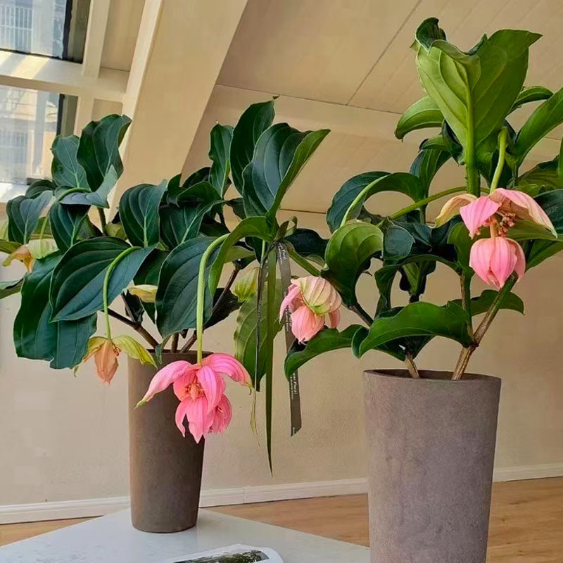 进口宝莲灯花盆盆栽大棵花苞室内客厅阳台花卉时令草本花卉