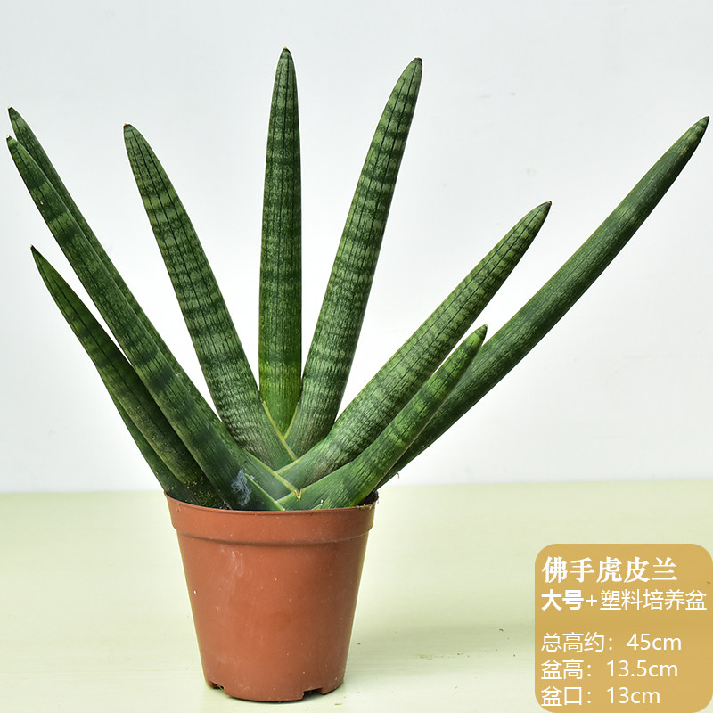 佛手兰棒叶虎皮植物稀有品种圆叶虎尾兰北欧风绿植