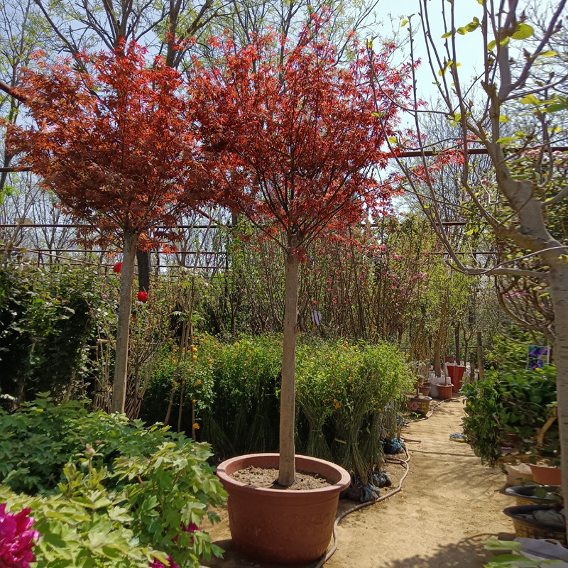 红枫日本树苗四季红地耐寒庭院植物青枫流泉绿植