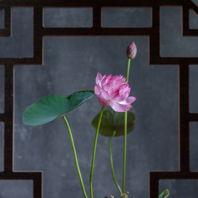 售中微莲霓裳微莲苑姜永慧耐阴微型碗莲种藕重瓣荷花花卉